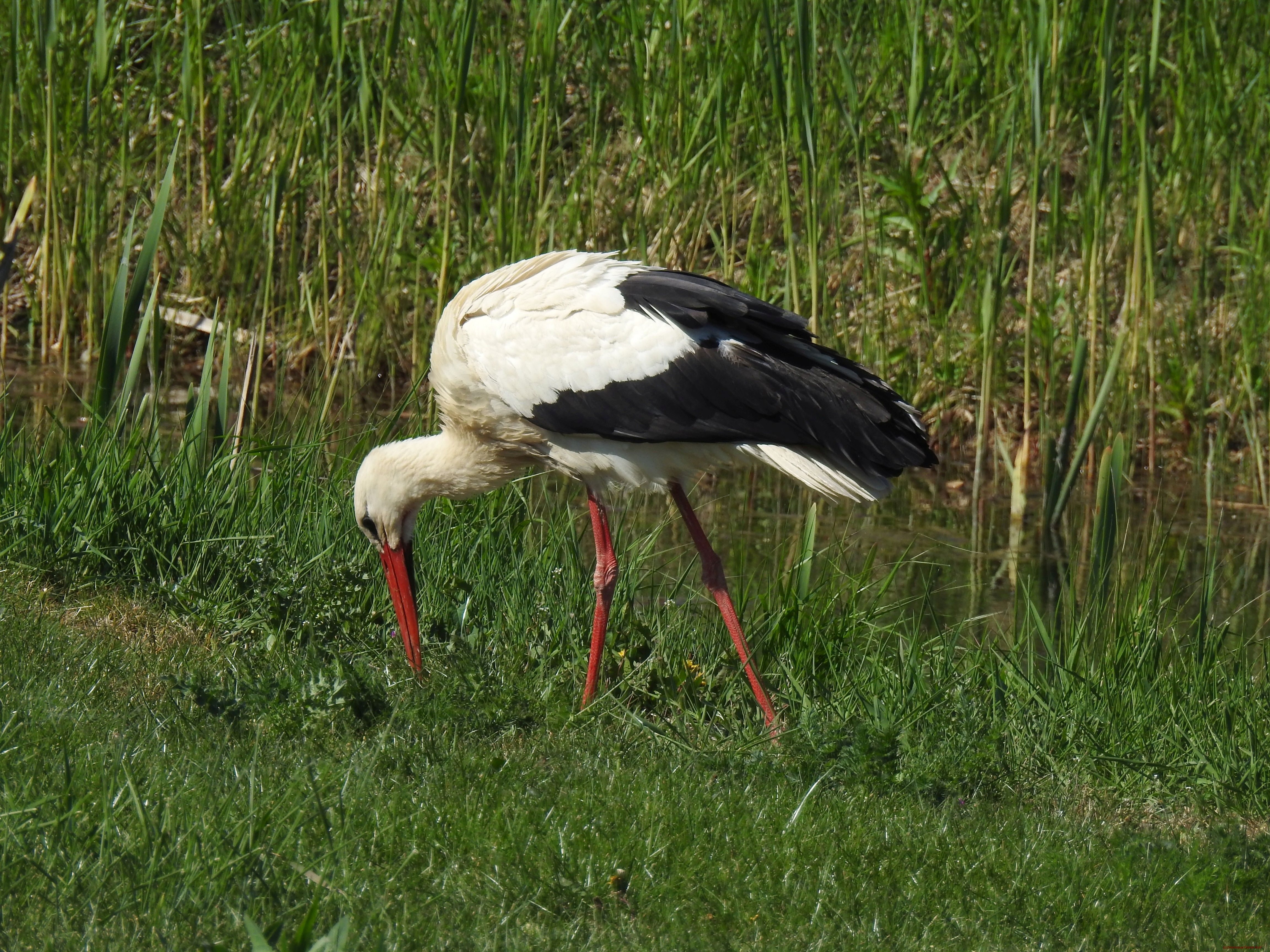Storch_2