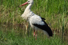 Storch_1