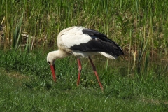 Storch_2